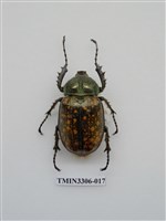 藏品(長臂金龜)的圖片